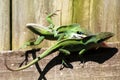 Lizzards kung fu fighting Royalty Free Stock Photo