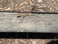 Lizzy the Lizard resting on a fence