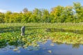 Ljubljana, Slovenia - August 16, 2018: A small fish sculpture on the green Tivoli Pond at Tivoli Park in a sunny day