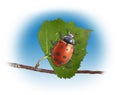 Lladybug