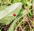 LLadybug on green sheet at day Royalty Free Stock Photo