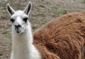 Llama Royalty Free Stock Photo