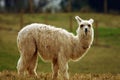 Llama