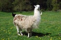 Llama Royalty Free Stock Photo