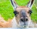 Llama Royalty Free Stock Photo