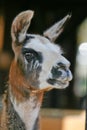 Llama Royalty Free Stock Photo