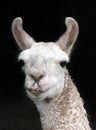 Llama Royalty Free Stock Photo