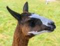 Llama at the Agrodome farm tour in Rotorua Royalty Free Stock Photo