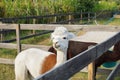 Llama Or Alpaca On A Farm. Country Background. Animal Wallpaper