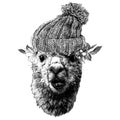 Llama or Alpaca head funny expression of the muzzle with a displaced jaw and an incorrect bite in the cap and protruding leaves an Royalty Free Stock Photo