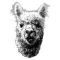 Llama or Alpaca head funny expression of the muzzle with raised ears and displaced jaw and malocclusion Royalty Free Stock Photo