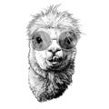 Llama or Alpaca head funny with protruding teeth fashionable in round glasses Royalty Free Stock Photo