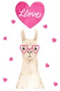 Llama or alpaca in love in a heart-shaped glasses and pink hearts. Valentine`s Day greeting card Royalty Free Stock Photo