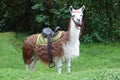 Llama or Alpaca with a saddle feeding on a grassy meadow
