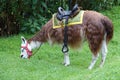 Llama or Alpaca with a saddle feeding on a grassy meadow