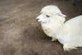 Llama or Alpaca Vicugna pacos, Close up photograph of a white