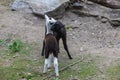 Llama Alpaca - Vicugna pacos cubs playing in the meadow