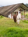 Llama also called alpaca on a green field at the Colombian mountains