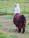 Llama also called alpaca on a green field at the Colombian mountains