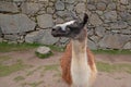 Llama at ancient ruins of Machu Picchu in Peru South America Royalty Free Stock Photo