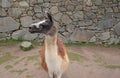 Llama at ancient ruins of Machu Picchu in Peru South America Royalty Free Stock Photo