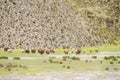Llamas herd on mountain meadow