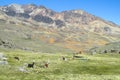 Llamas herd on mountain meadow