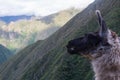 The Llama and the Andes. Peru. No people.