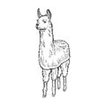 Llama animal sketch engraving vector illustration