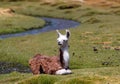 Llama baby with brown white fur resting in grass. typical andean landscape. Royalty Free Stock Photo