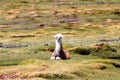 Llama baby with brown white fur resting in grass. typical andean landscape. Royalty Free Stock Photo