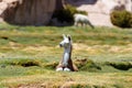 Llama baby with brown white fur resting in grass. typical andean landscape. Royalty Free Stock Photo