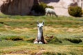 Llama baby with brown white fur resting in grass. typical andean landscape. Royalty Free Stock Photo