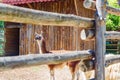 Llama behind beam fence Varna Zoo Bulgaria Royalty Free Stock Photo