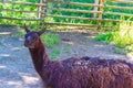 Llama behind beam fence Varna Zoo Bulgaria Royalty Free Stock Photo