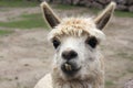 Llama