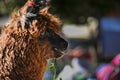 Llama boliviana