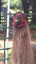 Brown Llama with a crooked smile and ears back