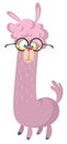 Llama cartoon alpaca. Lama animal vector isolated illustration Royalty Free Stock Photo