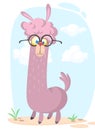 Llama cartoon alpaca. Lama animal vector isolated illustration Royalty Free Stock Photo