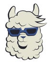 Llama cartoon funny drawing vector illustration.