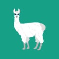 Llama in cateye glasses Royalty Free Stock Photo