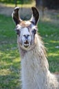 Llama closeup with funny expression on face Royalty Free Stock Photo