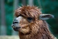 Llama with crooked teeth Royalty Free Stock Photo