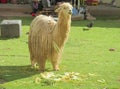 Llama in Cuzco city