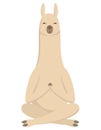 Llama doing yoga. Royalty Free Stock Photo