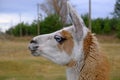 llama head profile with blue eyes