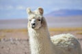 Andean Llamas Royalty Free Stock Photo