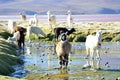 Andean Llamas Royalty Free Stock Photo