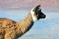 Andean Llamas Royalty Free Stock Photo